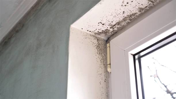 Professional Mold Removal in Calumet City, IL