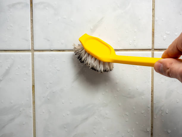 Best Same-Day Mold Removal  in Calumet City, IL