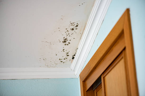 Best Toxic Mold Removal  in Calumet City, IL